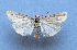  ( - TLMF Lep 27086)  @11 [ ] CreativeCommons - Attribution Non-Commercial Share-Alike (2019) Bassi G. Tiroler Landesmuseum