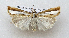  ( - TLMF Lep 27087)  @11 [ ] CreativeCommons - Attribution Non-Commercial Share-Alike (2019) Bassi G. Tiroler Landesmuseum