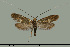  ( - TLMF Lep 27102)  @11 [ ] CreativeCommons - Attribution Non-Commercial Share-Alike (2019) Bryner R. Tiroler Landesmuseum