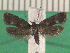  ( - KLM Lep 14221)  @11 [ ] CreativeCommons - Attribution Non-Commercial Share-Alike (2018) Christian Wieser Landesmuseum Kärnten