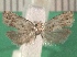  ( - KLM Lep 14224)  @12 [ ] CreativeCommons - Attribution Non-Commercial Share-Alike (2018) Christian Wieser Landesmuseum Kärnten