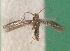  ( - KLM Lep 14249)  @11 [ ] CreativeCommons - Attribution Non-Commercial Share-Alike (2018) Christian Wieser Landesmuseum Kärnten