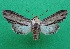  ( - KLM Lep 14264)  @11 [ ] CreativeCommons - Attribution Non-Commercial Share-Alike (2018) Christian Wieser Landesmuseum Kärnten