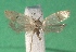 ( - KLM Lep 14272)  @13 [ ] CreativeCommons - Attribution Non-Commercial Share-Alike (2018) Christian Wieser Landesmuseum Kärnten