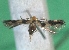  ( - KLM Lep 14286)  @12 [ ] CreativeCommons - Attribution Non-Commercial Share-Alike (2018) Christian Wieser Landesmuseum Kärnten