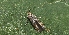  ( - KLM Lep 14324)  @11 [ ] CreativeCommons - Attribution Non-Commercial Share-Alike (2018) Christian Wieser Landesmuseum Kärnten