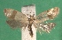  ( - KLM Lep 14330)  @13 [ ] CreativeCommons - Attribution Non-Commercial Share-Alike (2018) Christian Wieser Landesmuseum Kärnten
