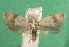  ( - KLM Lep 14332)  @11 [ ] CreativeCommons - Attribution Non-Commercial Share-Alike (2018) Christian Wieser Landesmuseum Kärnten
