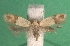  ( - KLM Lep 14333)  @13 [ ] CreativeCommons - Attribution Non-Commercial Share-Alike (2018) Christian Wieser Landesmuseum Kärnten
