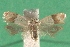  ( - KLM Lep 14334)  @13 [ ] CreativeCommons - Attribution Non-Commercial Share-Alike (2018) Christian Wieser Landesmuseum Kärnten