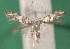  (Phyllonorycter acerifoliella - KLM Lep 14361)  @13 [ ] CreativeCommons - Attribution Non-Commercial Share-Alike (2018) Christian Wieser Landesmuseum Kärnten