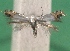  ( - KLM Lep 14373)  @11 [ ] CreativeCommons - Attribution Non-Commercial Share-Alike (2018) Christian Wieser Landesmuseum Kärnten