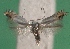  ( - KLM Lep 14390)  @11 [ ] CreativeCommons - Attribution Non-Commercial Share-Alike (2018) Christian Wieser Landesmuseum Kärnten