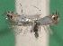  ( - KLM Lep 14394)  @11 [ ] CreativeCommons - Attribution Non-Commercial Share-Alike (2018) Christian Wieser Landesmuseum Kärnten