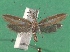  ( - KLM Lep 14486)  @11 [ ] CreativeCommons - Attribution Non-Commercial Share-Alike (2018) Christian Wieser Landesmuseum Kärnten