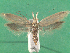  ( - KLM Lep 14488)  @11 [ ] CreativeCommons - Attribution Non-Commercial Share-Alike (2018) Christian Wieser Landesmuseum Kärnten
