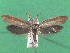  ( - KLM Lep 14491)  @11 [ ] CreativeCommons - Attribution Non-Commercial Share-Alike (2018) Christian Wieser Landesmuseum Kärnten