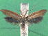  ( - KLM Lep 14492)  @11 [ ] CreativeCommons - Attribution Non-Commercial Share-Alike (2018) Christian Wieser Landesmuseum Kärnten