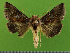  ( - KLM Lep 14531)  @13 [ ] CreativeCommons - Attribution Non-Commercial Share-Alike (2019) Christian Wieser Landesmuseum Kärnten
