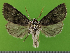  ( - KLM Lep 14534)  @13 [ ] CreativeCommons - Attribution Non-Commercial Share-Alike (2019) Christian Wieser Landesmuseum Kärnten