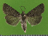  ( - KLM Lep 14561)  @11 [ ] CreativeCommons - Attribution Non-Commercial Share-Alike (2019) Christian Wieser Landesmuseum Kärnten