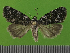  (Bryophila petricolor - KLM Lep 14611)  @11 [ ] CreativeCommons - Attribution Non-Commercial Share-Alike (2019) Christian Wieser Landesmuseum Kärnten