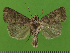  ( - KLM Lep 14619)  @14 [ ] CreativeCommons - Attribution Non-Commercial Share-Alike (2019) Christian Wieser Landesmuseum Kärnten