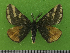  ( - KLM Lep 14645)  @11 [ ] CreativeCommons - Attribution Non-Commercial Share-Alike (2019) Christian Wieser Landesmuseum Kärnten