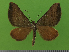  ( - KLM Lep 14648)  @13 [ ] CreativeCommons - Attribution Non-Commercial Share-Alike (2019) Christian Wieser Landesmuseum Kärnten