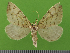 ( - KLM Lep 14657)  @14 [ ] CreativeCommons - Attribution Non-Commercial Share-Alike (2019) Christian Wieser Landesmuseum Kärnten
