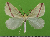  ( - KLM Lep 14661)  @14 [ ] CreativeCommons - Attribution Non-Commercial Share-Alike (2019) Christian Wieser Landesmuseum Kärnten