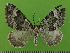  ( - KLM Lep 14676)  @11 [ ] CreativeCommons - Attribution Non-Commercial Share-Alike (2019) Christian Wieser Landesmuseum Kärnten