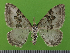  ( - KLM Lep 14681)  @13 [ ] CreativeCommons - Attribution Non-Commercial Share-Alike (2019) Christian Wieser Landesmuseum Kärnten