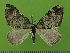  ( - KLM Lep 14684)  @13 [ ] CreativeCommons - Attribution Non-Commercial Share-Alike (2019) Christian Wieser Landesmuseum Kärnten