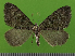  ( - KLM Lep 14695)  @13 [ ] CreativeCommons - Attribution Non-Commercial Share-Alike (2019) Christian Wieser Landesmuseum Kärnten