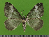  ( - KLM Lep 14703)  @13 [ ] CreativeCommons - Attribution Non-Commercial Share-Alike (2019) Christian Wieser Landesmuseum Kärnten