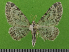  ( - KLM Lep 14744)  @11 [ ] CreativeCommons - Attribution Non-Commercial Share-Alike (2019) Christian Wieser Landesmuseum Kärnten
