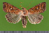  ( - KLM Lep 14800)  @13 [ ] CreativeCommons - Attribution Non-Commercial Share-Alike (2019) Christian Wieser Landesmuseum Kärnten