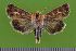  ( - KLM Lep 14800)  @13 [ ] CreativeCommons - Attribution Share-Alike (2020) Unspecified Landesmuseum Kaernten