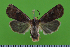  ( - KLM Lep 14826)  @14 [ ] CreativeCommons - Attribution Non-Commercial Share-Alike (2019) Christian Wieser Landesmuseum Kärnten