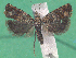  ( - KLM Lep 14850)  @11 [ ] CreativeCommons - Attribution Non-Commercial Share-Alike (2019) Christian Wieser Landesmuseum Kärnten