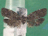  ( - KLM Lep 14856)  @12 [ ] CreativeCommons - Attribution Non-Commercial Share-Alike (2019) Christian Wieser Landesmuseum Kärnten