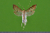 ( - KLM Lep 14857)  @13 [ ] CreativeCommons - Attribution Non-Commercial Share-Alike (2019) Christian Wieser Landesmuseum Kärnten