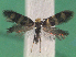  ( - KLM Lep 14866)  @11 [ ] CreativeCommons - Attribution Non-Commercial Share-Alike (2019) Christian Wieser Landesmuseum Kärnten