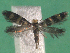  ( - KLM Lep 14867)  @11 [ ] CreativeCommons - Attribution Non-Commercial Share-Alike (2019) Christian Wieser Landesmuseum Kärnten