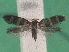  ( - KLM Lep 14868)  @11 [ ] CreativeCommons - Attribution Non-Commercial Share-Alike (2019) Christian Wieser Landesmuseum Kärnten