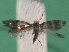  ( - KLM Lep 14869)  @11 [ ] CreativeCommons - Attribution Non-Commercial Share-Alike (2019) Christian Wieser Landesmuseum Kärnten