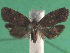  ( - KLM Lep 14872)  @13 [ ] CreativeCommons - Attribution Non-Commercial Share-Alike (2019) Christian Wieser Landesmuseum Kärnten