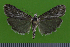  ( - KLM Lep 14878)  @11 [ ] CreativeCommons - Attribution Non-Commercial Share-Alike (2018) Christian Wieser Landesmuseum Kärnten