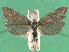  ( - KLM Lep 14912)  @11 [ ] CreativeCommons - Attribution Non-Commercial Share-Alike (2018) Christian Wieser Landesmuseum Kärnten